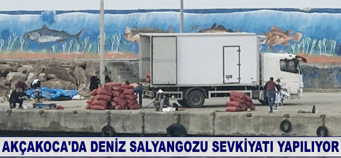 Akçakoca'da deniz salyangozu sevkiyatı yapılıyor