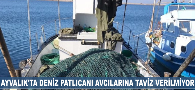 Ayvalık’ta deniz patlıcanı avcılarına taviz verilmiyor