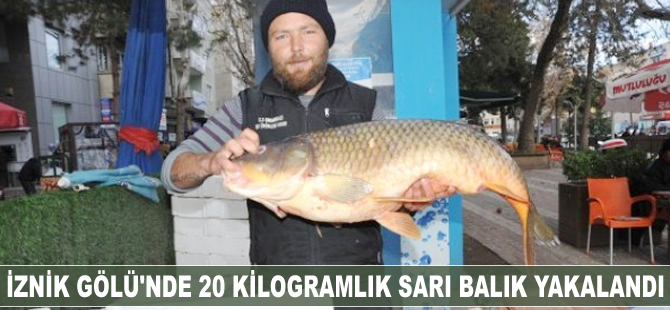 İznik Gölü'nde 20 kilogram sarı balık yakaladı