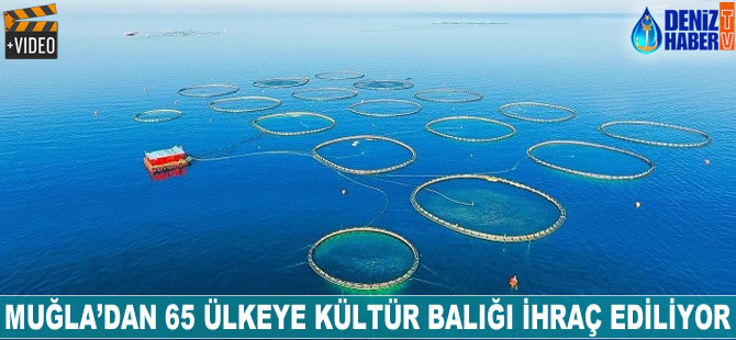 Muğla'dan 65 ülkeye balık ihraç ediliyor