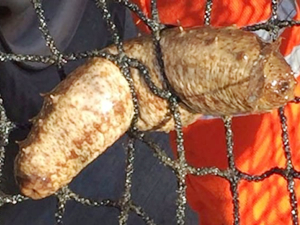 Balıkesir’de kaçak avlanan balıkçıların malzemelerine el konuldu