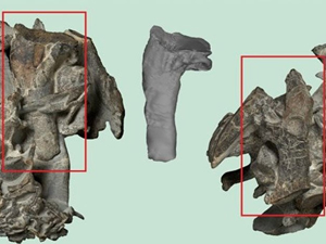 Yeni Zelanda’da penguen fosili bulundu