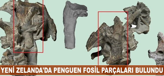 Yeni Zelanda’da penguen fosili bulundu