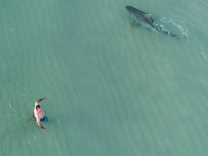 Avustralya'da köpek balıklarına karşı İHA önlemi alındı