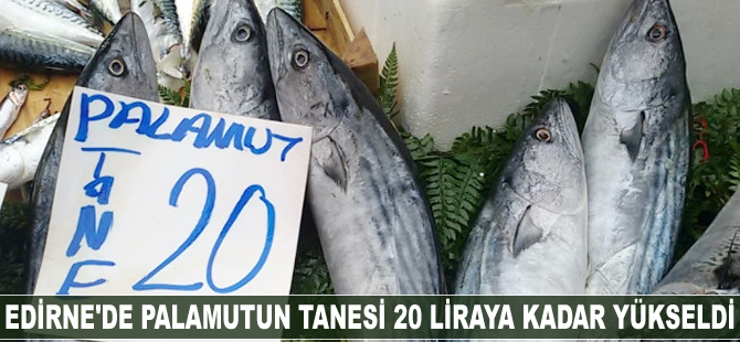 Edirne'de palamutun tanesi 20 liraya kadar yükseldi