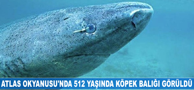 Atlas Okyanusu’nda 512 yaşında köpek balığı görüldü