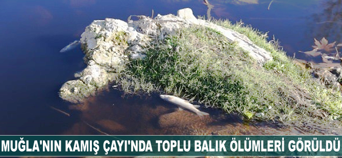 Muğla'nın Kamış Çayı’nda toplu balık ölümleri görüldü