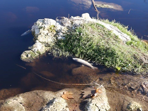 Muğla'nın Kamış Çayı’nda toplu balık ölümleri görüldü