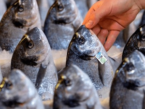 Su ürünlerinde 1 milyar dolar hedefleniyor