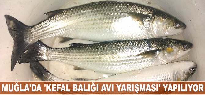 Muğla'da 'Kefal Balığı Avı Yarışması' yapılıyor