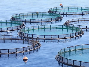 İzmir Karaburun'daki balık çiftliği projesi ÇED raporu alamadı
