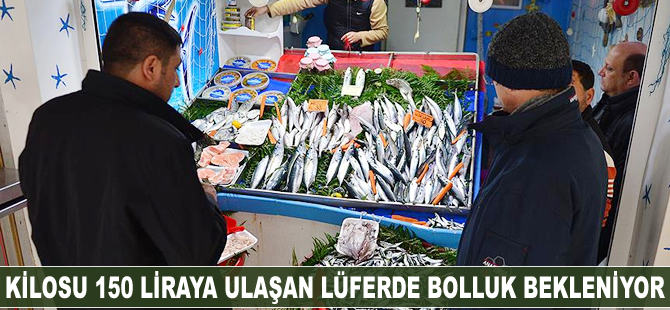Kilosu 150 liraya ulaşan lüferde bolluk bekleniyor