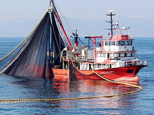 Ordulu balıkçılar Gürcistan'a avlanmaya gidiyor