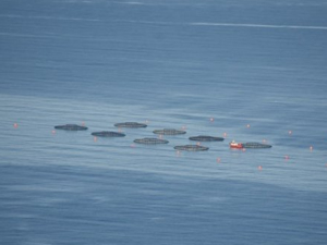 Gerze'de balık kafeslerine yemleme yapılıyor