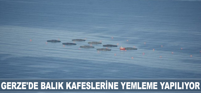 Gerze'de balık kafeslerine yemleme yapılıyor