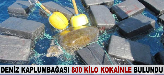 Deniz kaplumbağası 800 kilo kokain ile bulundu