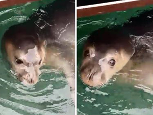 Antalya'da Akdeniz foku görüntülendi