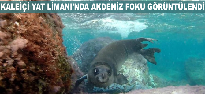 Antalya'da Akdeniz foku görüntülendi
