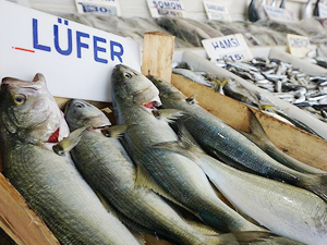 Lüferin kilosu 200 liraya ulaştı