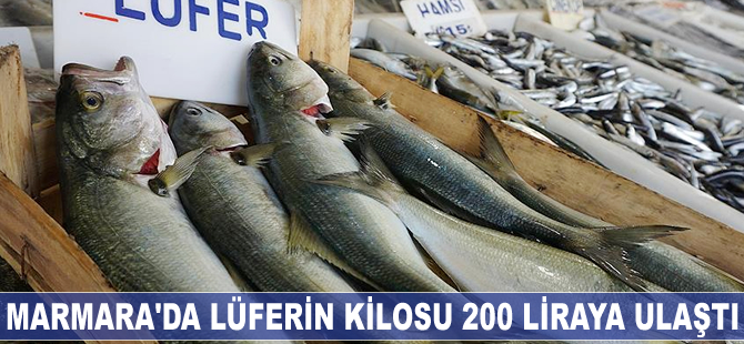 Lüferin kilosu 200 liraya ulaştı