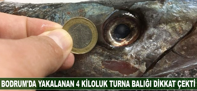Bodrum’da yakalanan 4 kiloluk turna balığı dikkat çekti