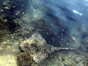 İstanbul'da deniz canlıları karaya vurdu
