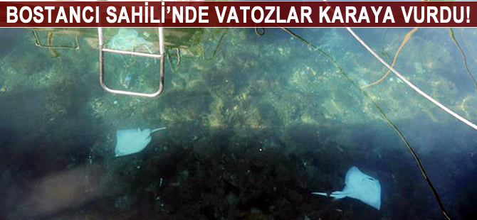 İstanbul'da deniz canlıları karaya vurdu