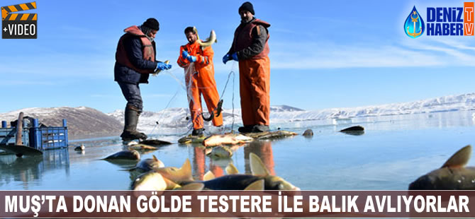 Muş'taki donan gölde testere ile balık avlıyorlar