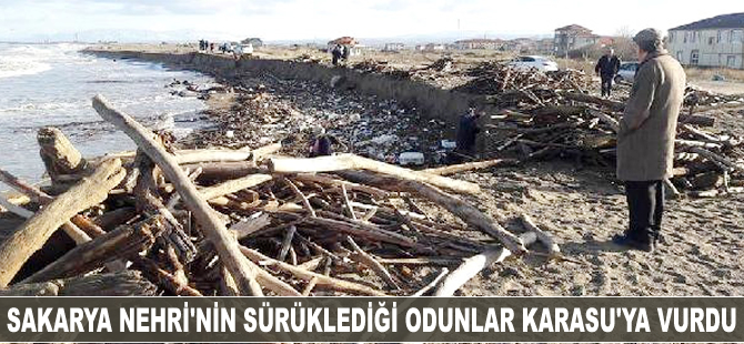 Sakarya Nehri'nin sürüklediği odunlar Karasu'ya vurdu