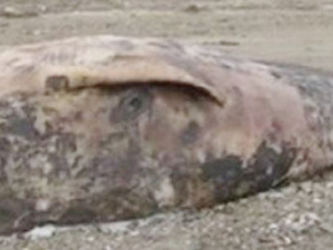 Dedeağaç'ın Apalo sahilinde 6 metrelik balina karaya vurdu