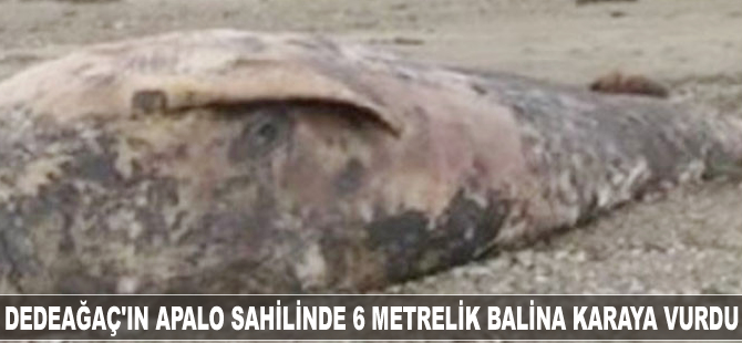 Dedeağaç'ın Apalo sahilinde 6 metrelik balina karaya vurdu