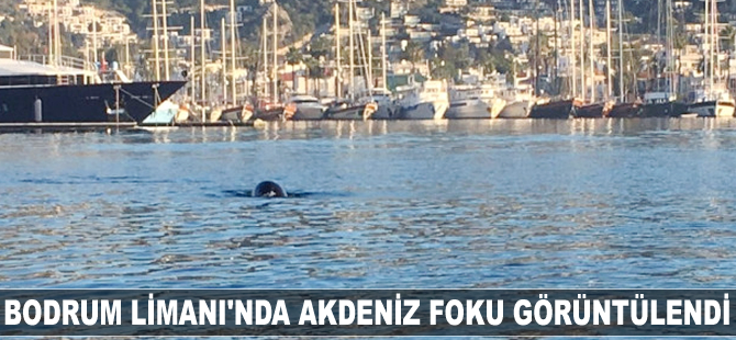 Bodrum Limanı'nda Akdeniz foku görüntülendi
