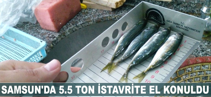 Samsun'da 5.5 ton istavrite el konuldu