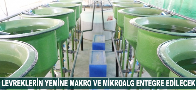 Levreklerin yemine makro ve mikroalg entegre edilecek