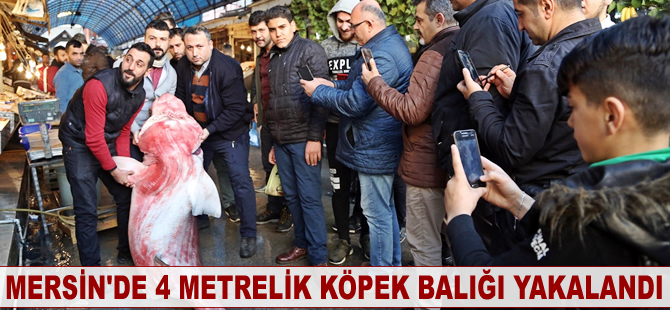 Mersin'de 4 metrelik köpek balığı yakalandı