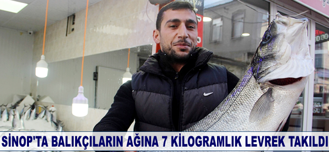 Sinop'ta balıkçıların ağına 7 kilogramlık levrek takıldı