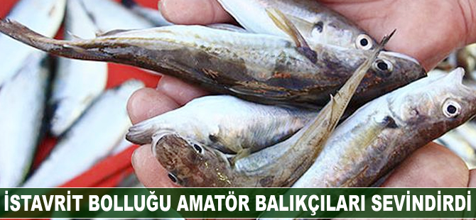İstanbul Boğazı'nda istavrit bolluğu amatör balıkçıları sevindirdi