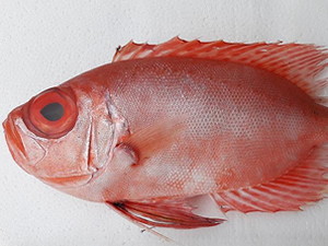 Türkiye'de ilk defa Mersin'de görüldü!