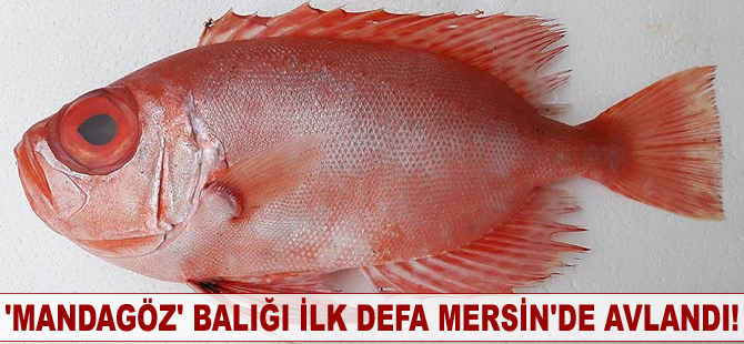 Türkiye'de ilk defa Mersin'de görüldü!
