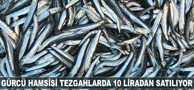 Gürcü hamsisi tezgahlarda 10 liradan satılıyor