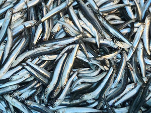 Gürcü hamsisi tezgahlarda 10 liradan satılıyor