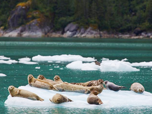 LeConte buzulu hızlı bir şekilde eriyecek