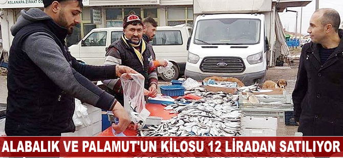 Alabalık ve Palamut'un kilosu 12 liradan satılıyor