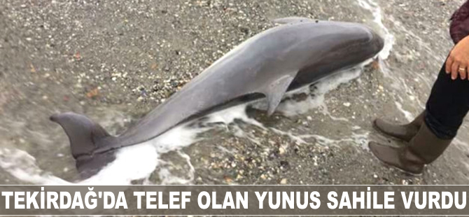 Tekirdağ'da telef olan yunus karaya vurdu