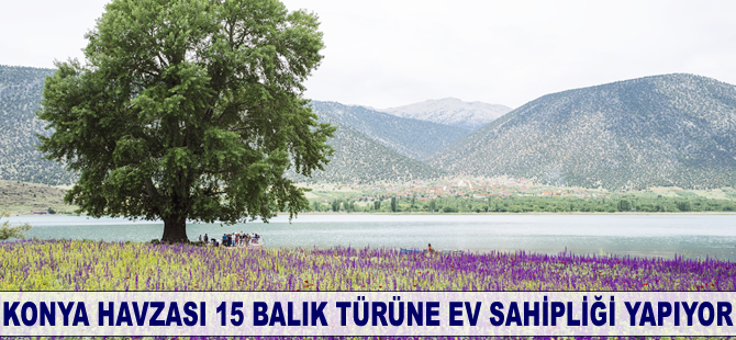 Konya Havzası’nda 15 balık türü yaşıyor