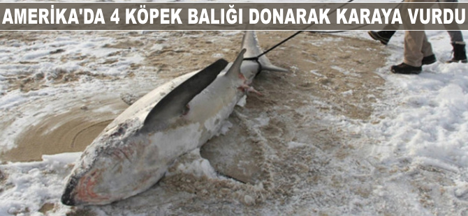 Amerika'da 4 köpek balığı donarak karaya vurdu