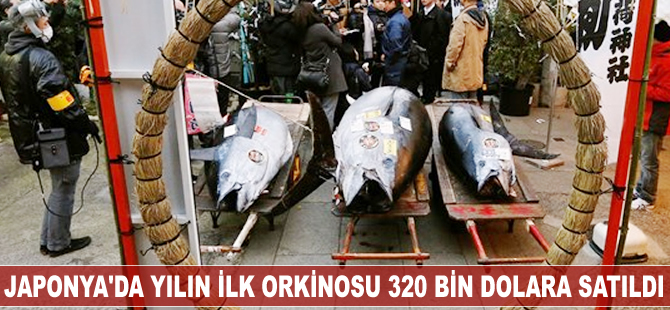 Japonya'da yılın ilk orkinosu 320 bin dolara satıldı