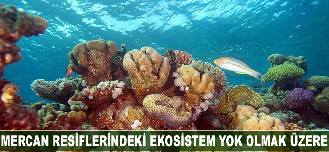 Mercan resiflerindeki ekosistem yok olmak üzere