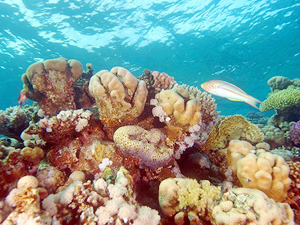 Mercan resiflerindeki ekosistem yok olmak üzere