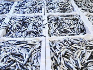 Rize'de 40 ton hamsiye el konuldu